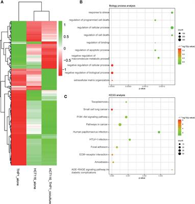 Comprehensively Analyzed Macrophage-Regulated Genes Indicate That PSMA2 Promotes Colorectal Cancer Progression